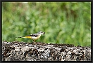 Grote Gele Kwikstaart, Grey Wagtail, Motacilla cinerea Location: Twente, the Netherlands grote gele kwikstaart MG 8512 kopie